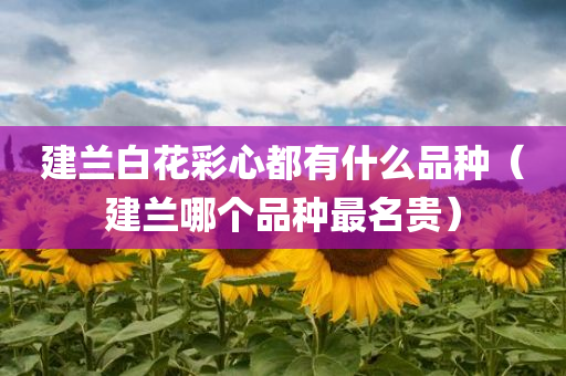 建兰白花彩心都有什么品种（建兰哪个品种最名贵）