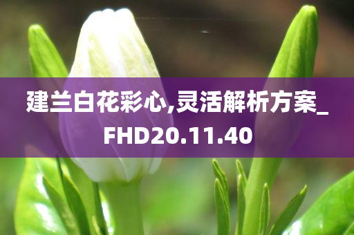 建兰白花彩心,灵活解析方案_FHD20.11.40