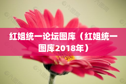 红姐统一论坛图库（红姐统一图库2018年）